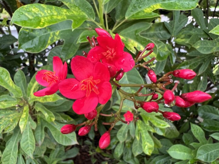 Apple iPhone 13 Pro Max Camera Sample - Rear Ultrawide Macro Day Colour